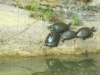 12bbhm025-schildpadden-bij